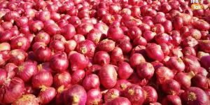 Red Onion