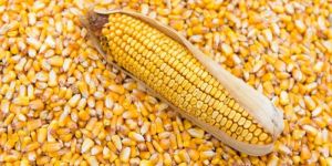 Yellow Maize