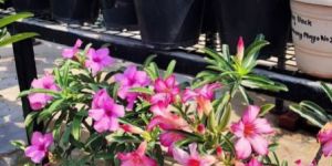 Adenium Plant