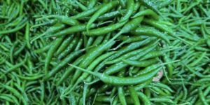 Green Chilli