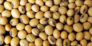 Soybean Seeds
