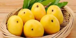 A Grade Fresh Alphonso Mango
