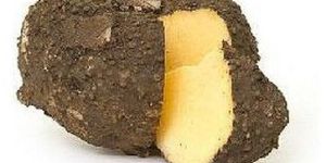 a Grade Fresh Elephant Yam