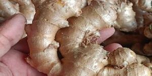 a Grade Fresh Ginger