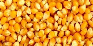 A Grade Yellow Maize Seeds