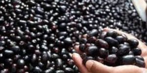 JAMUN