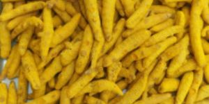 Turmeric Finger