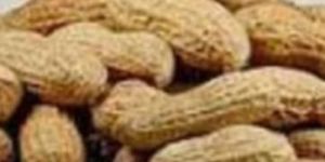 Badam Dry Fruit Bites