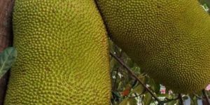 Jack Fruit