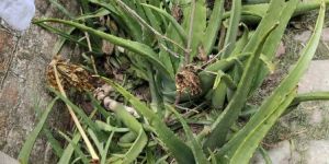 Fresh Aloe Vera Leaf