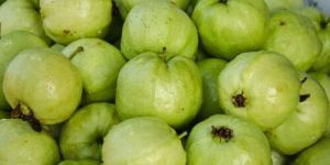 Fresh Green Guava