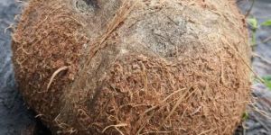 Coconut Shell
