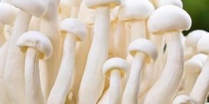 Organic Milky Mushrooms