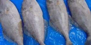 Frozen Leather Jacket Fish