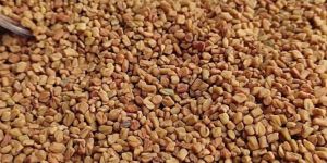 Fenugreek Seed
