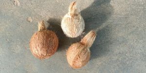Semi Husked Coconuts