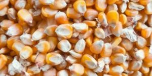 Yellow Maize