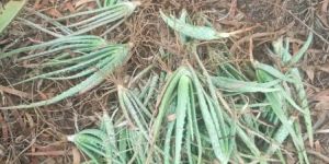 Aloe Vera Plants