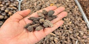Black Cardamom Seeds
