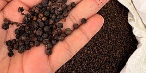Black Pepper Seeds