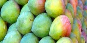 Farm Fresh Banganapalle Mango