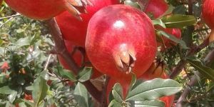 Natural Fresh Pomegranate