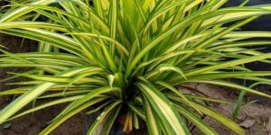 Green Decorative Plant