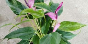 Indoor Artificial Plant