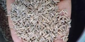 Cumin Seeds