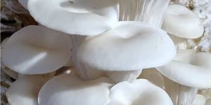 Fresh Oyster Mushroom