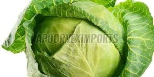 Fresh Green Cabbage