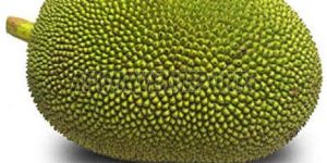 Fresh Tender Jackfruit