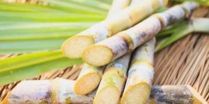 Fresh Sugarcane Stick
