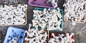 Milky Mushroom