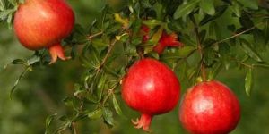 dadima pomegranate extract
