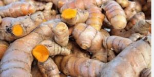 Organic Wet Turmeric