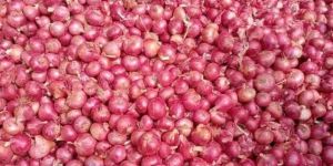 Fresh Red Onion
