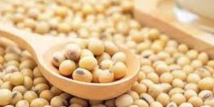 Soybean Seeds