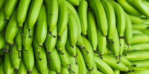 B Grade G9 Green Banana