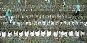 Agronomy Cultivation Consultancy