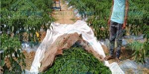 Shade Net House for Chilly