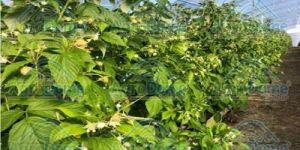 Shade Net House for Fruit Farming