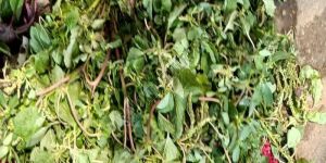 A Grade Green Spinach