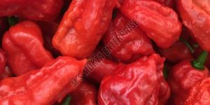 Bhut Jolokia Fresh Chilli