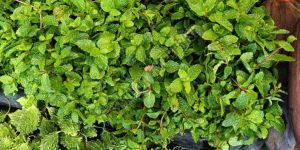 Green Fresh Mint Leaves