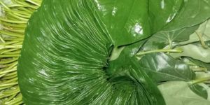 Sweet Betel Leaves
