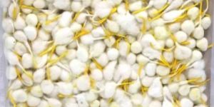 Yellow Tip Cotton Wicks