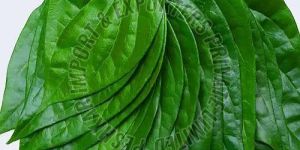 Tirur Betel Leaves