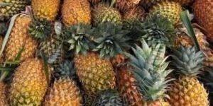 Vazhakulam Pineapple