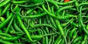 a Grade Fresh Green Chilli